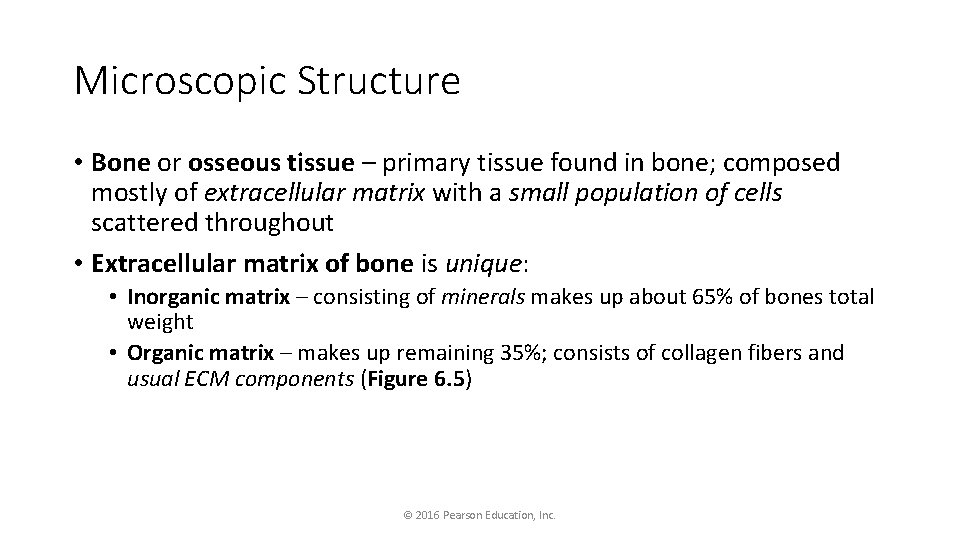 Microscopic Structure • Bone or osseous tissue – primary tissue found in bone; composed