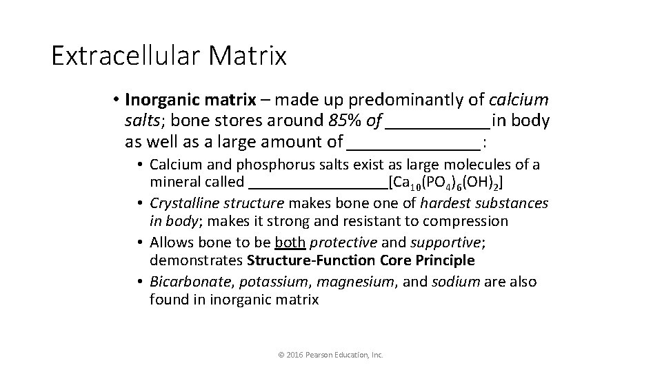 Extracellular Matrix • Inorganic matrix – made up predominantly of calcium salts; bone stores