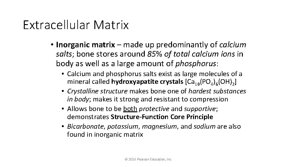 Extracellular Matrix • Inorganic matrix – made up predominantly of calcium salts; bone stores