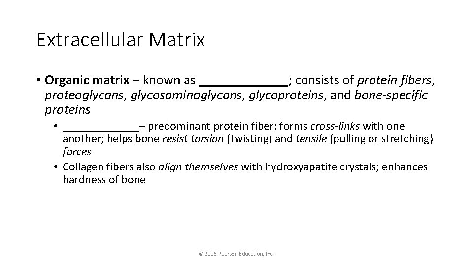 Extracellular Matrix • Organic matrix – known as _______; consists of protein fibers, proteoglycans,