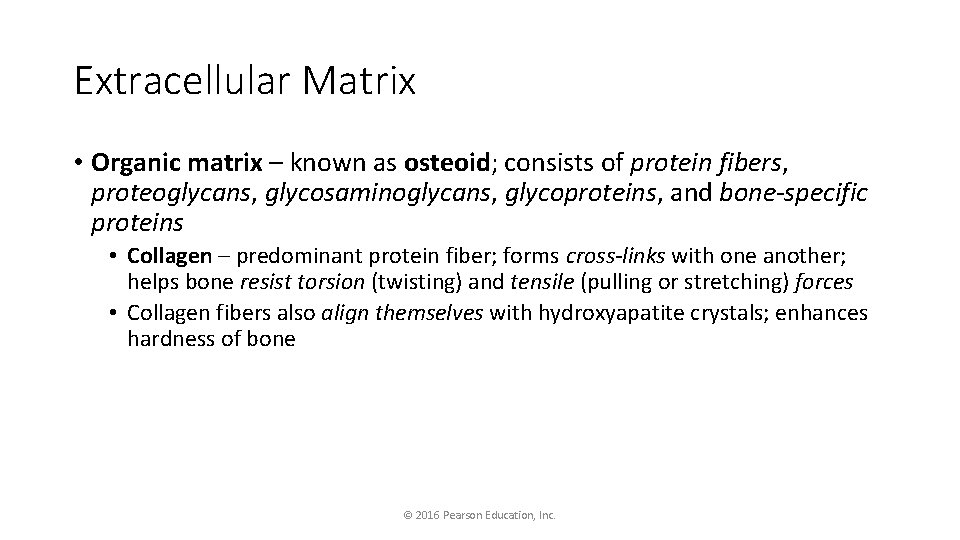 Extracellular Matrix • Organic matrix – known as osteoid; consists of protein fibers, proteoglycans,