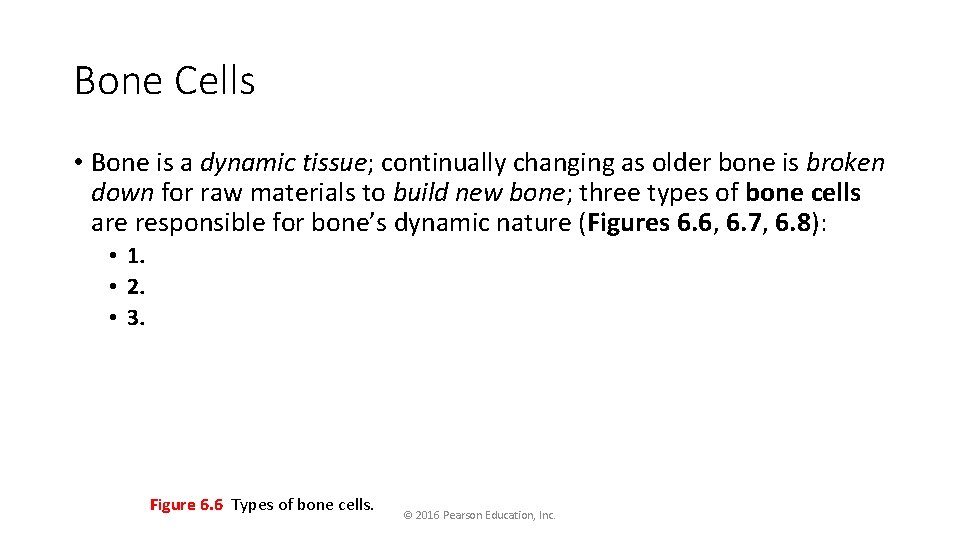 Bone Cells • Bone is a dynamic tissue; continually changing as older bone is