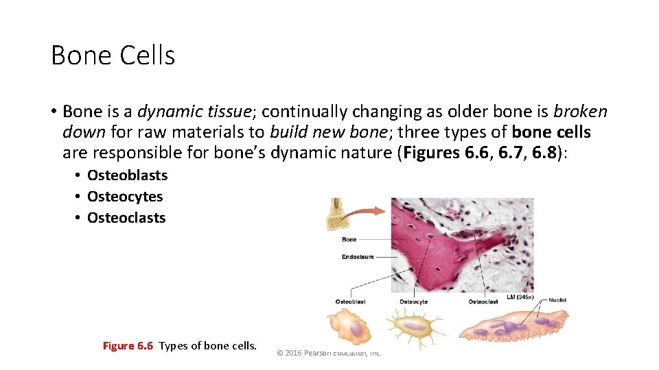 Bone Cells • Bone is a dynamic tissue; continually changing as older bone is