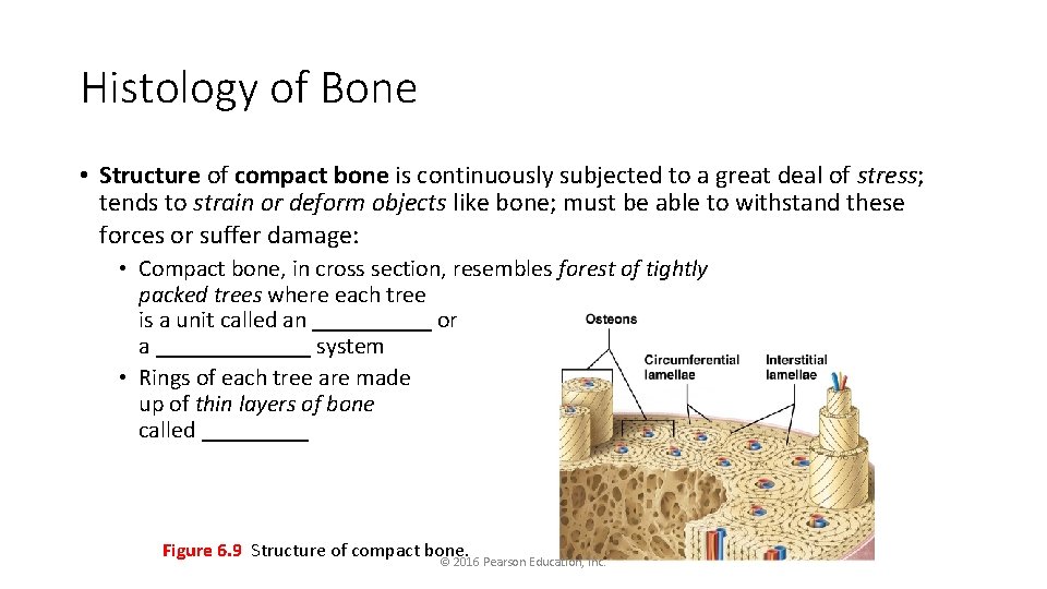 Histology of Bone • Structure of compact bone is continuously subjected to a great
