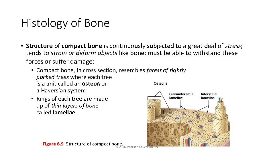 Histology of Bone • Structure of compact bone is continuously subjected to a great