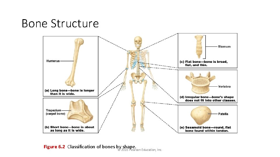 Bone Structure Figure 6. 2 Classification of bones by shape. © 2016 Pearson Education,