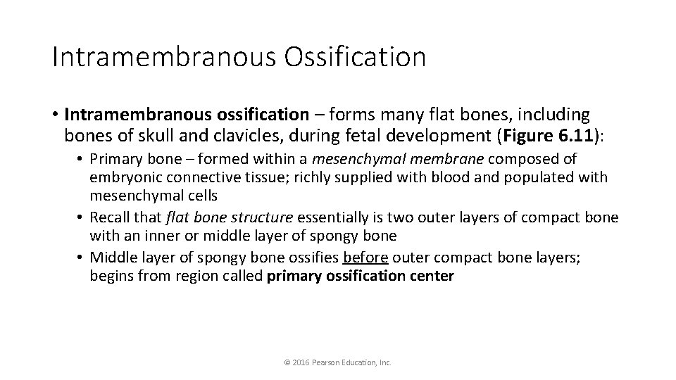 Intramembranous Ossification • Intramembranous ossification – forms many flat bones, including bones of skull