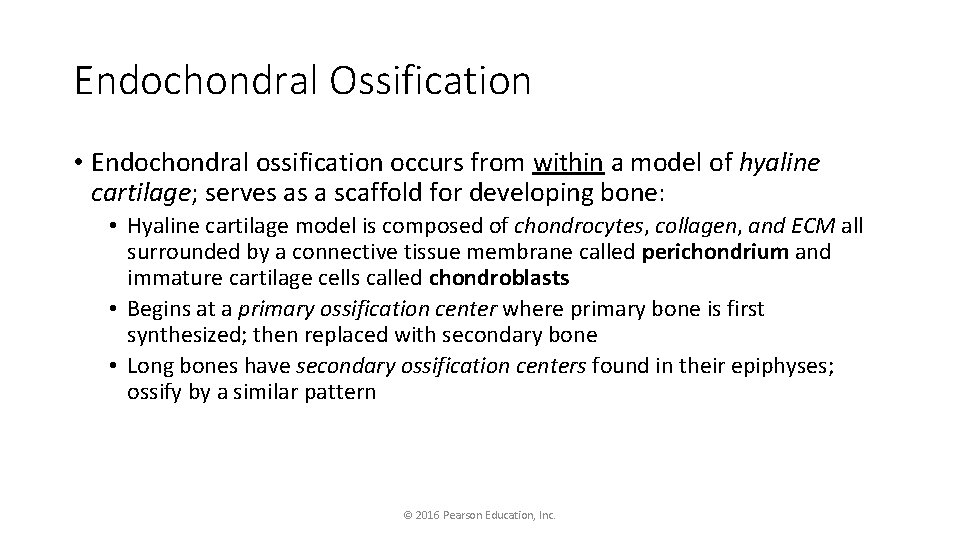Endochondral Ossification • Endochondral ossification occurs from within a model of hyaline cartilage; serves