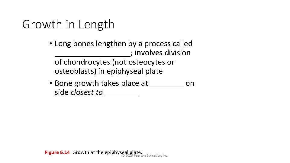 Growth in Length • Long bones lengthen by a process called _________; involves division