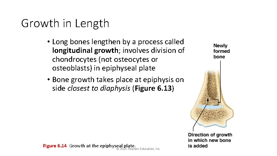 Growth in Length • Long bones lengthen by a process called longitudinal growth; involves