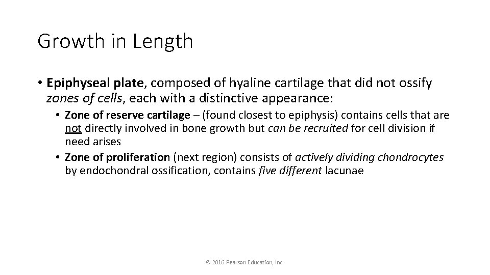 Growth in Length • Epiphyseal plate, composed of hyaline cartilage that did not ossify