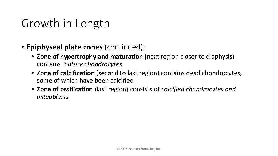 Growth in Length • Epiphyseal plate zones (continued): • Zone of hypertrophy and maturation