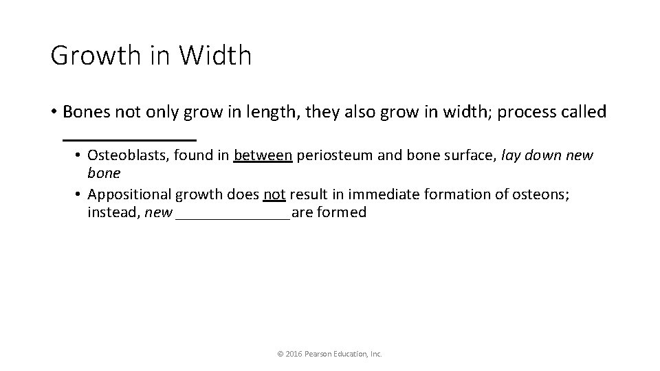 Growth in Width • Bones not only grow in length, they also grow in