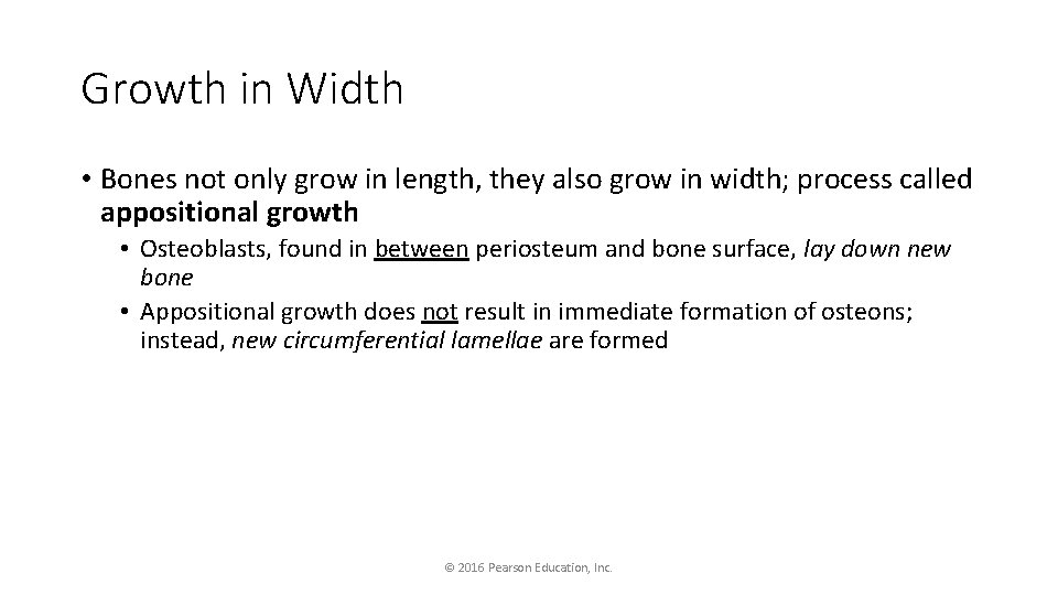 Growth in Width • Bones not only grow in length, they also grow in