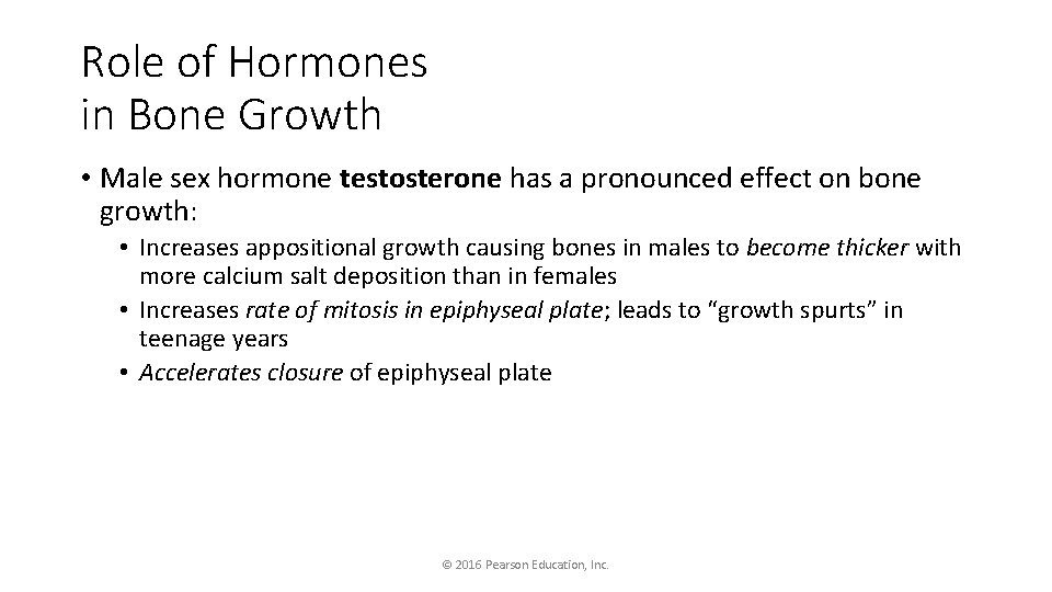 Role of Hormones in Bone Growth • Male sex hormone testosterone has a pronounced