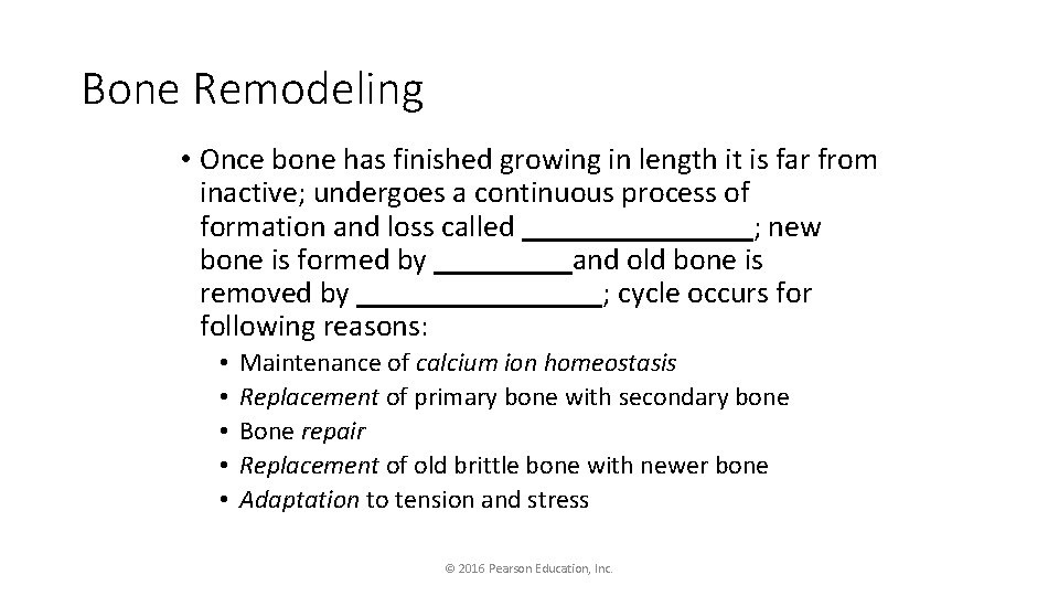 Bone Remodeling • Once bone has finished growing in length it is far from