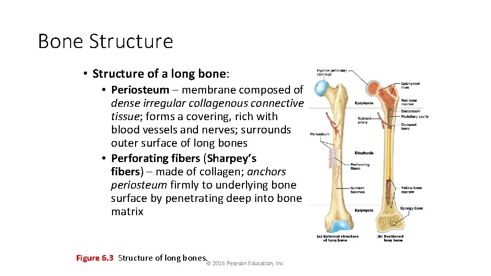 Bone Structure • Structure of a long bone: • Periosteum – membrane composed of