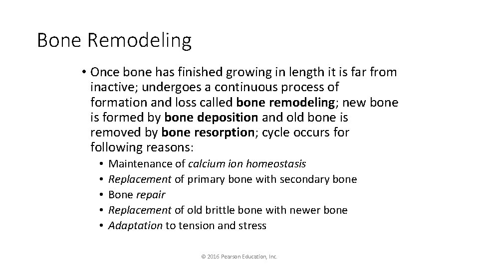 Bone Remodeling • Once bone has finished growing in length it is far from