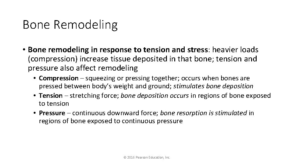 Bone Remodeling • Bone remodeling in response to tension and stress: heavier loads (compression)