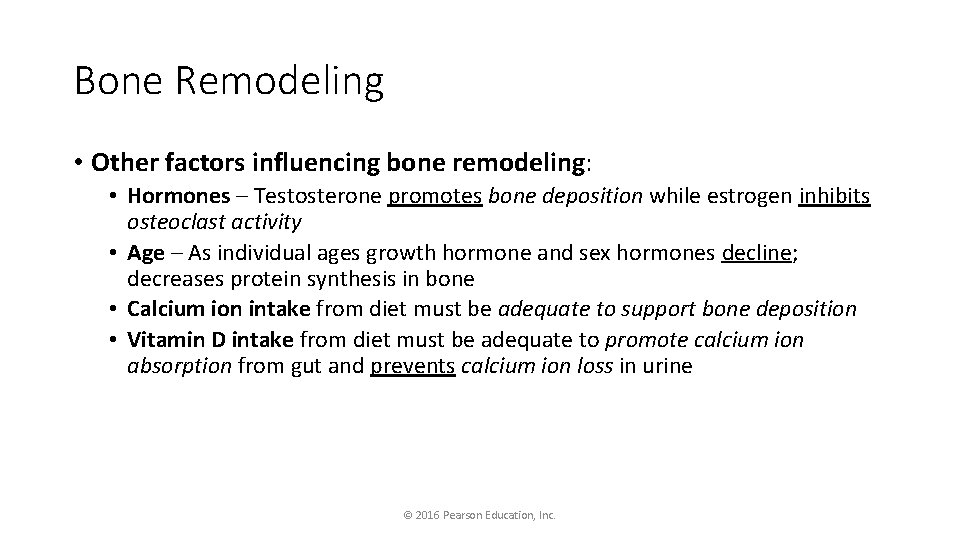 Bone Remodeling • Other factors influencing bone remodeling: • Hormones – Testosterone promotes bone