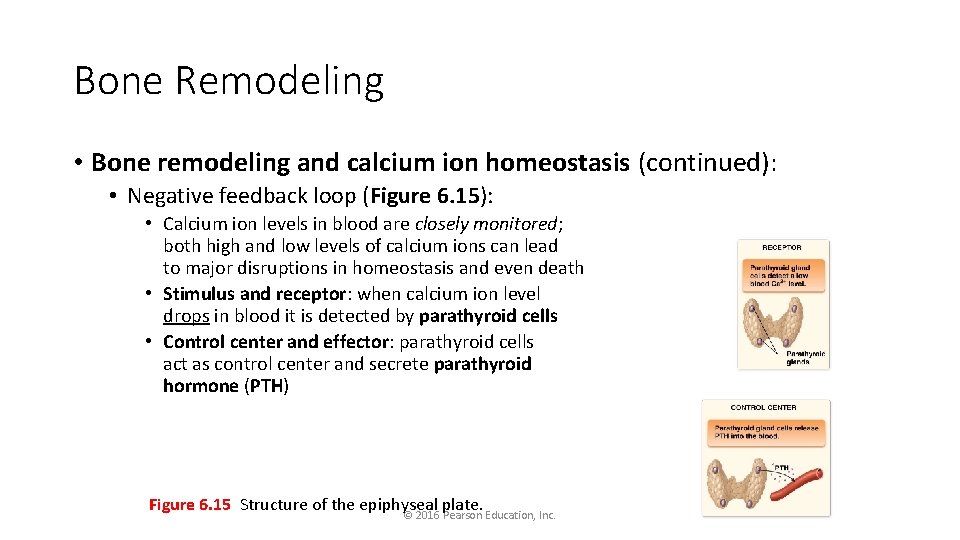 Bone Remodeling • Bone remodeling and calcium ion homeostasis (continued): • Negative feedback loop