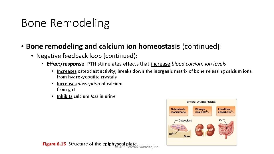 Bone Remodeling • Bone remodeling and calcium ion homeostasis (continued): • Negative feedback loop