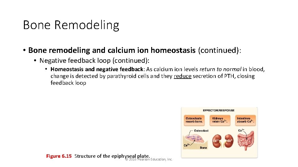 Bone Remodeling • Bone remodeling and calcium ion homeostasis (continued): • Negative feedback loop