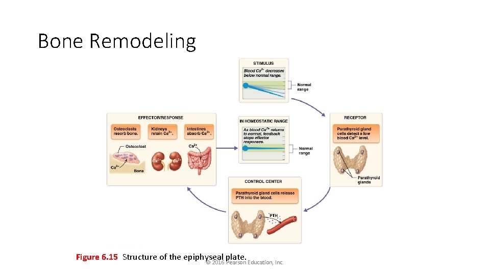 Bone Remodeling Figure 6. 15 Structure of the epiphyseal plate. © 2016 Pearson Education,