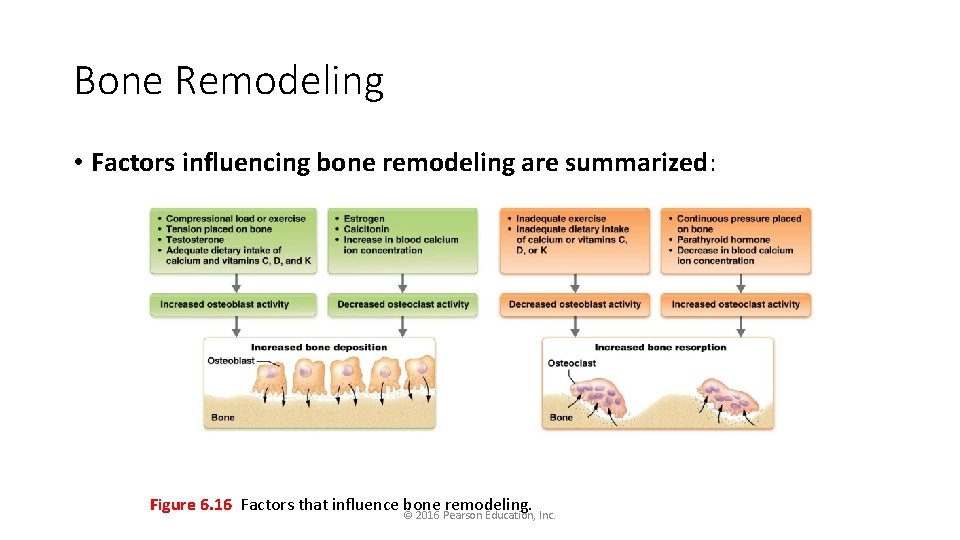 Bone Remodeling • Factors influencing bone remodeling are summarized: Figure 6. 16 Factors that