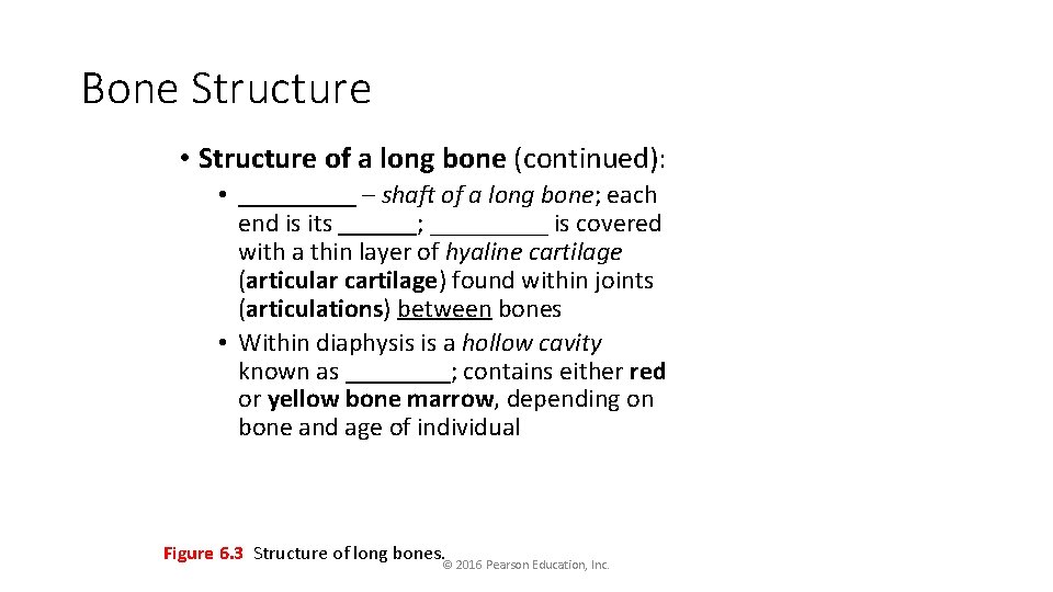 Bone Structure • Structure of a long bone (continued): • _____ – shaft of