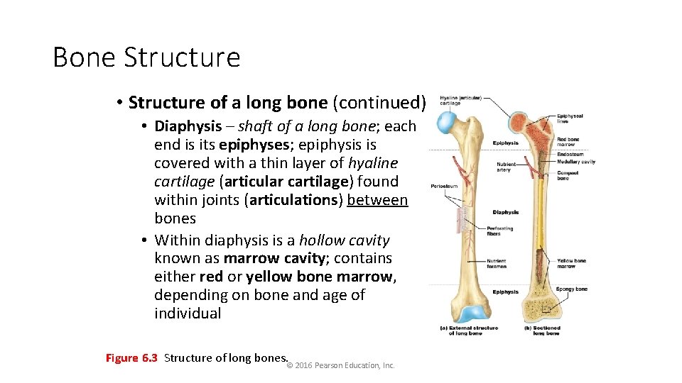 Bone Structure • Structure of a long bone (continued): • Diaphysis – shaft of