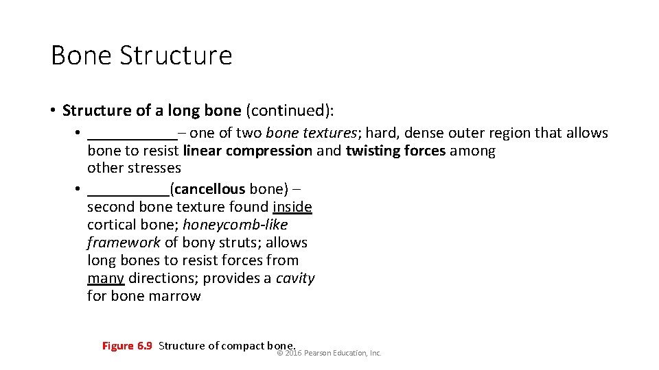 Bone Structure • Structure of a long bone (continued): • ______– one of two