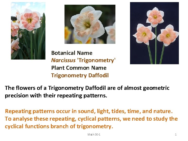 Botanical Name Narcissus 'Trigonometry' Plant Common Name Trigonometry Daffodil The flowers of a Trigonometry
