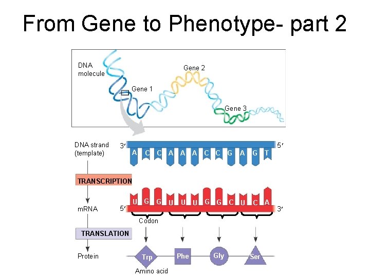 From Gene to Phenotype- part 2 DNA molecule Gene 2 Gene 1 Gene 3 From Gene to Phenotype- part 2 DNA molecule Gene 2 Gene 1 Gene 3