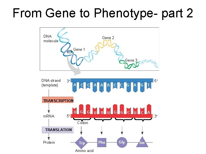 From Gene to Phenotype- part 2 DNA molecule Gene 2 Gene 1 Gene 3