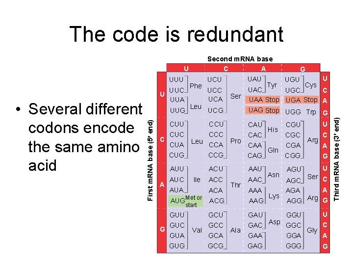 The code is redundant CUU CUC C CUA CUG A lle ACU AAU ACC The code is redundant CUU CUC C CUA CUG A lle ACU AAU ACC