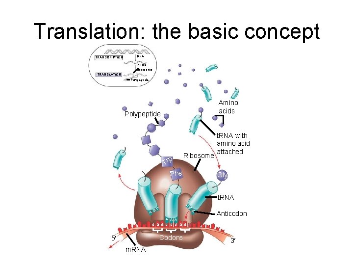 Translation: the basic concept TRANSCRIPTION DNA m. RNA Ribosome TRANSLATION Polypeptide Amino acids Polypeptide Translation: the basic concept TRANSCRIPTION DNA m. RNA Ribosome TRANSLATION Polypeptide Amino acids Polypeptide