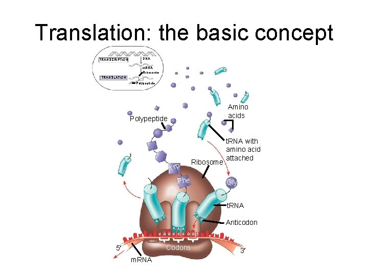 Translation: the basic concept TRANSCRIPTION DNA m. RNA Ribosome TRANSLATION Polypeptide Amino acids Polypeptide