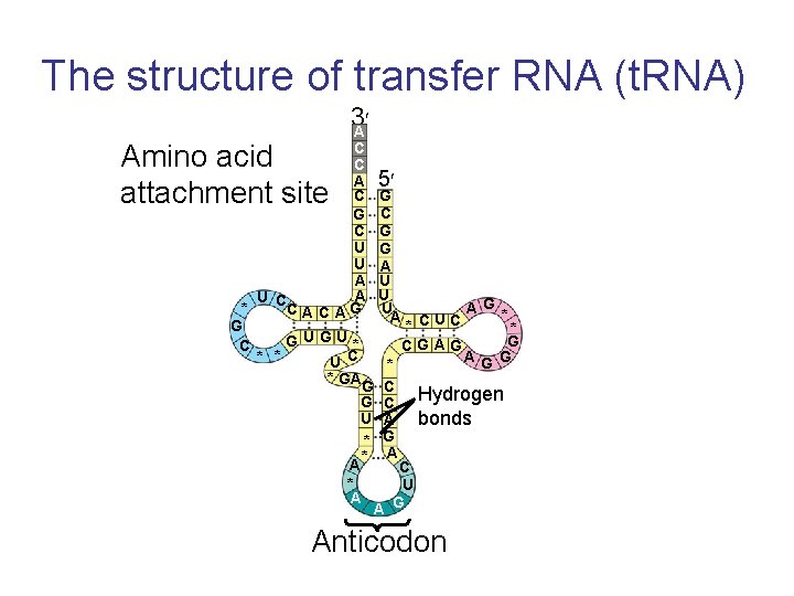 The structure of transfer RNA (t. RNA) Amino acid attachment site 3 A C The structure of transfer RNA (t. RNA) Amino acid attachment site 3 A C