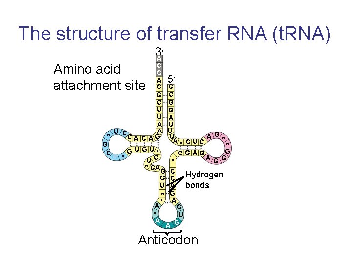 The structure of transfer RNA (t. RNA) Amino acid attachment site 3 A C