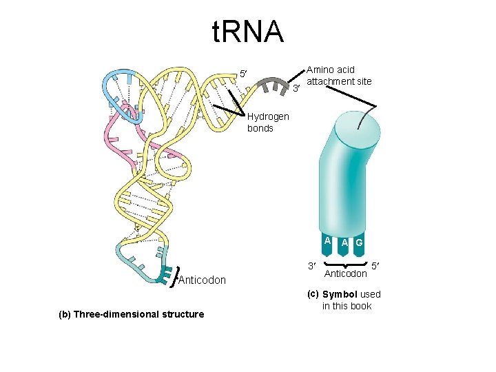 t. RNA 5 3 Amino acid attachment site Hydrogen bonds A 3 Anticodon (b) t. RNA 5 3 Amino acid attachment site Hydrogen bonds A 3 Anticodon (b)