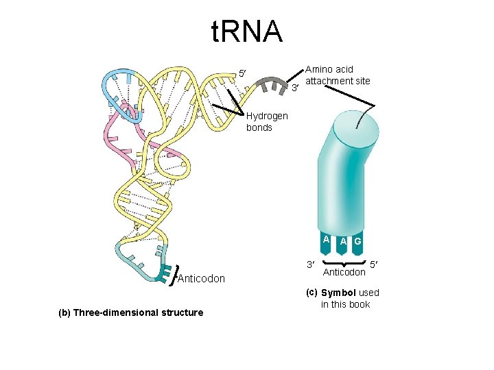 t. RNA 5 3 Amino acid attachment site Hydrogen bonds A 3 Anticodon (b)