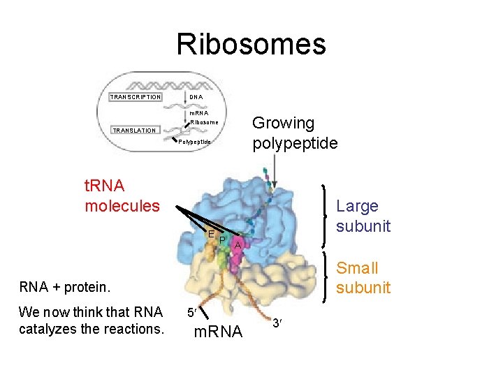 Ribosomes TRANSCRIPTION DNA m. RNA Ribosome Growing polypeptide TRANSLATION Polypeptide t. RNA molecules E