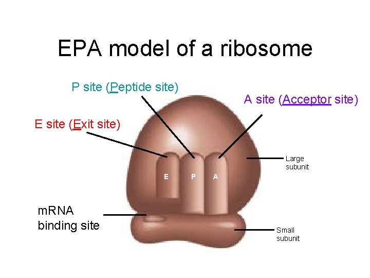 EPA model of a ribosome P site (Peptide site) A site (Acceptor site) E