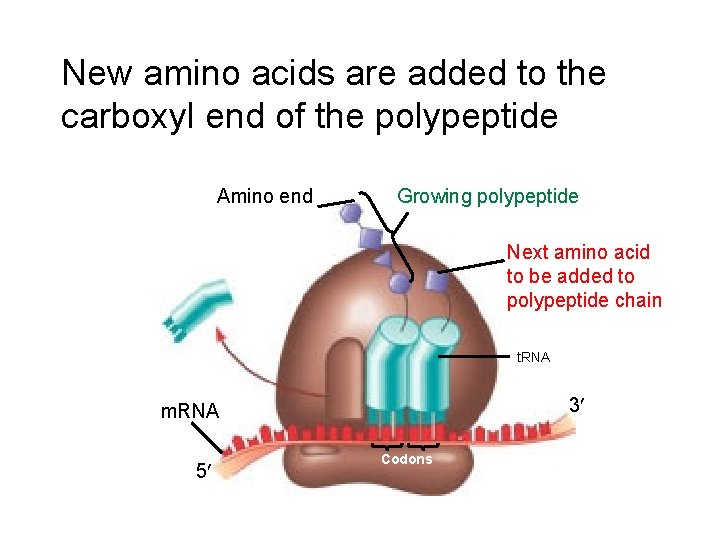 New amino acids are added to the carboxyl end of the polypeptide Amino end New amino acids are added to the carboxyl end of the polypeptide Amino end