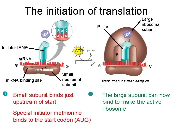 The initiation of translation t Me P site 3 U A C 5 t The initiation of translation t Me P site 3 U A C 5 t