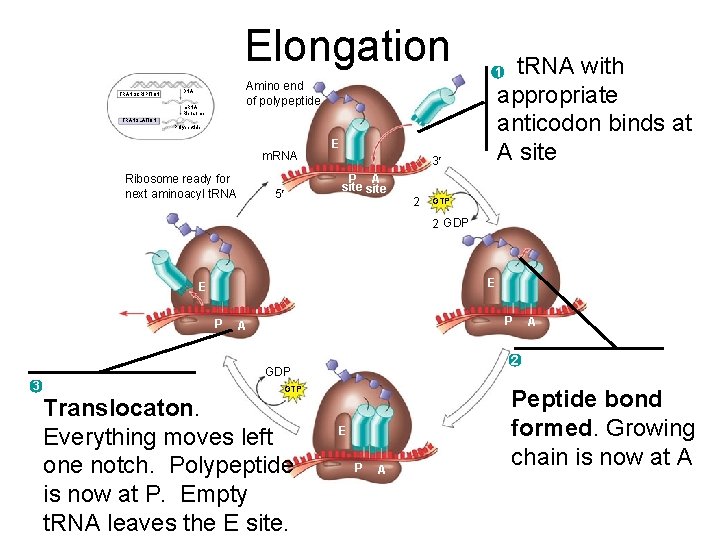 Elongation TRANSCRIPTION Amino end of polypeptide DNA m. RNA Ribosome t. RNA with appropriate