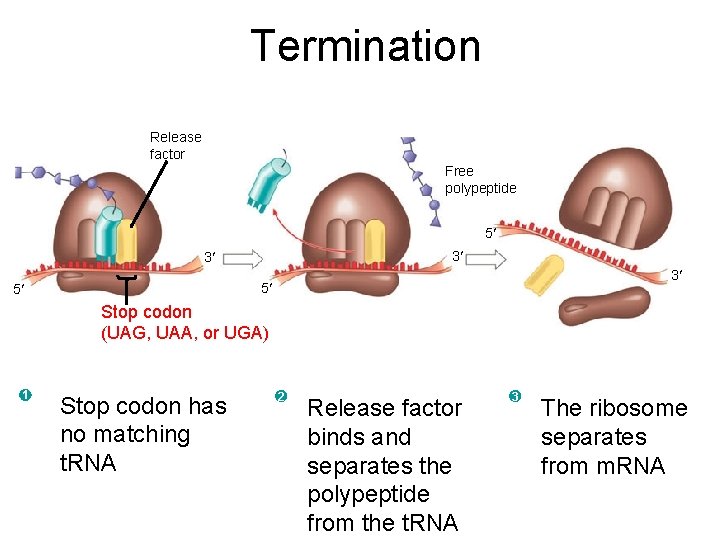 Termination Release factor Free polypeptide 5 3 3 3 5 5 Stop codon (UAG,