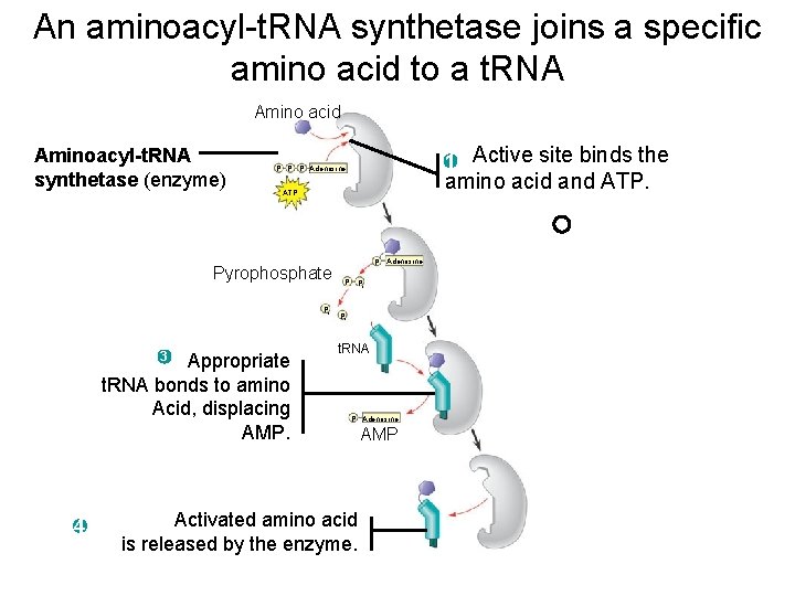 An aminoacyl-t. RNA synthetase joins a specific amino acid to a t. RNA Amino