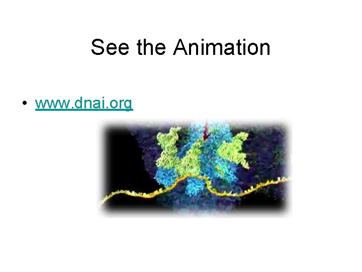 See the Animation • www. dnai. org 